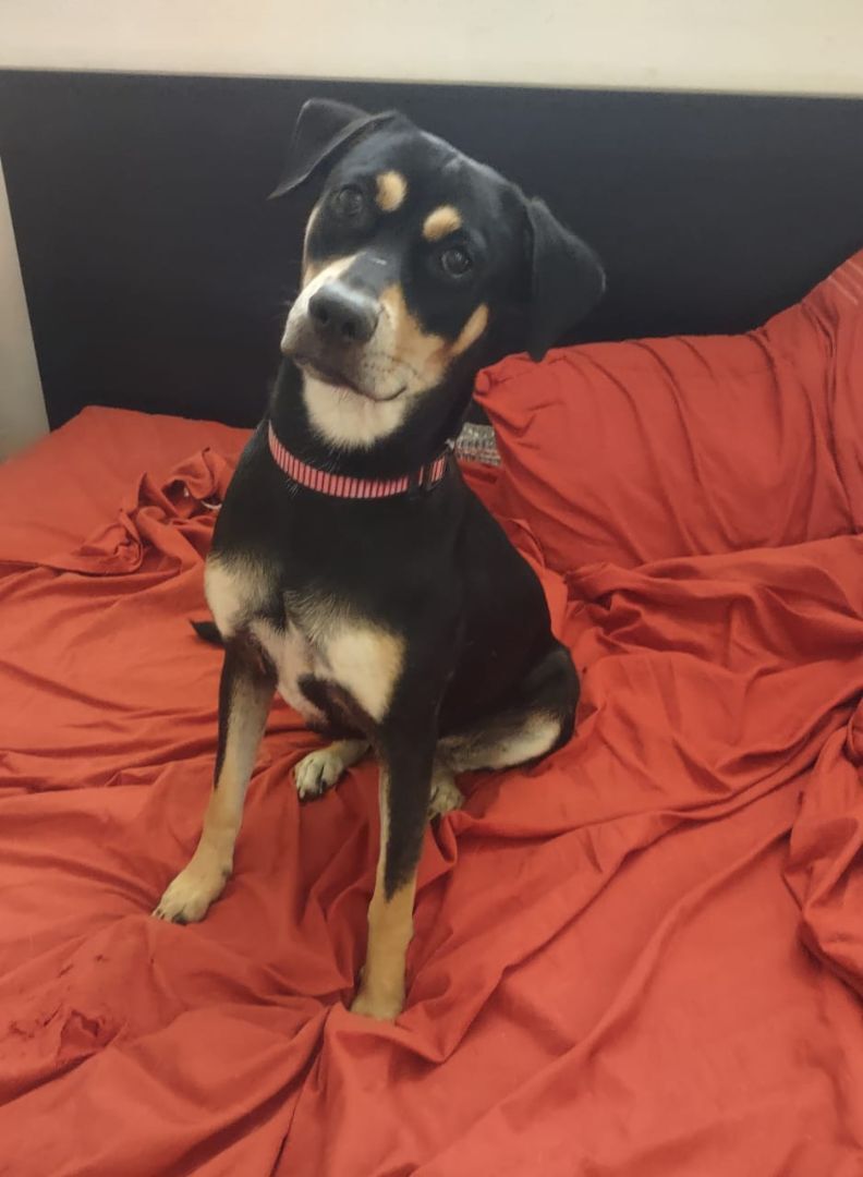 Enlarge Mina (NY), a Adopted Mixed Breed in Albany, NY image 3/5