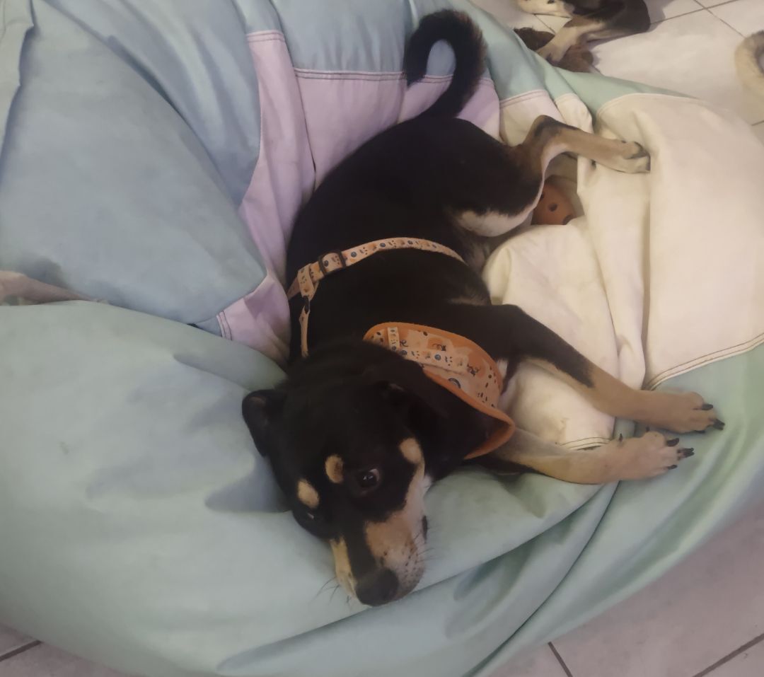 Enlarge Mina (NY), a Adopted Mixed Breed in Albany, NY image 4/5