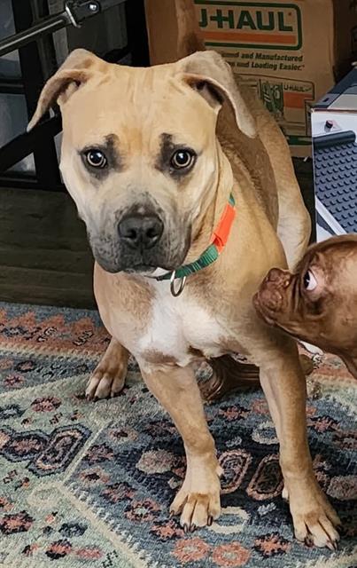 RED VELVET, Adoptable, Young Female Pit Bull Terrier & Mixed Breed.