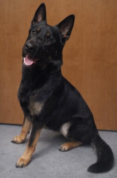 Rudy, Adoptable, Young Male German Shepherd Dog & Mixed Breed.