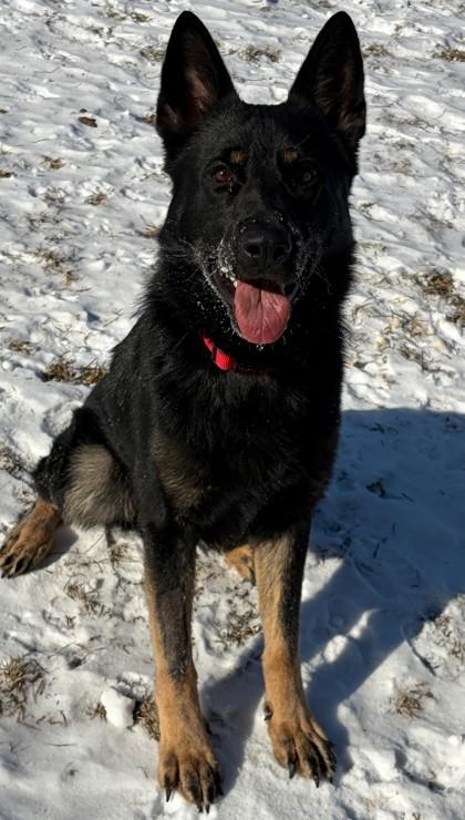 Rudy, a Adoptable mixed breed in Baraboo, WI image 2/4
