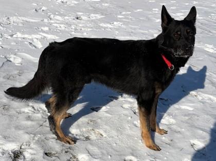 Rudy, a Adoptable mixed breed in Baraboo, WI image 3/4