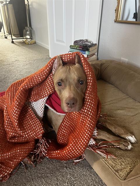 PRINCESS, Adoptable, Adult Female Pit Bull Terrier & Mixed Breed.