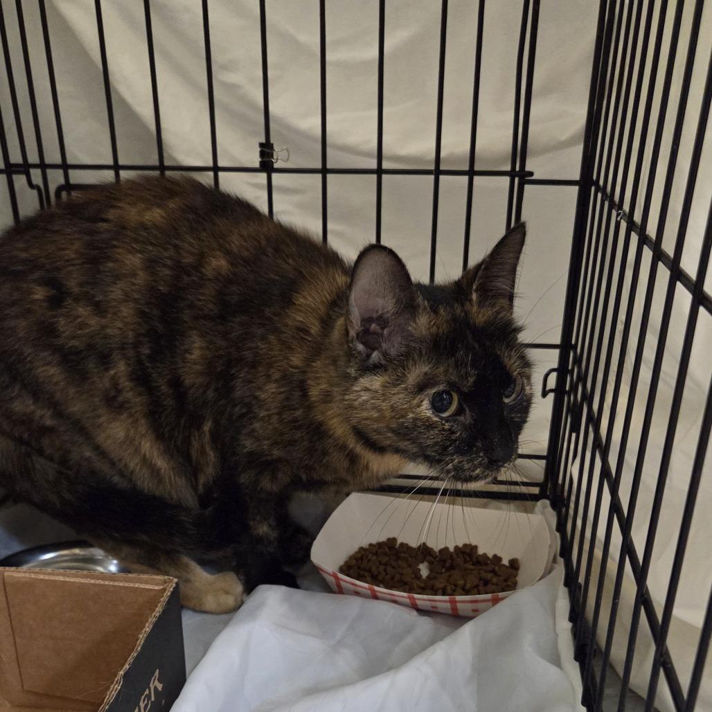 Enlarge Carrie Underpaws, a Adoptable Domestic Short Hair in Branson, MO image 1/1