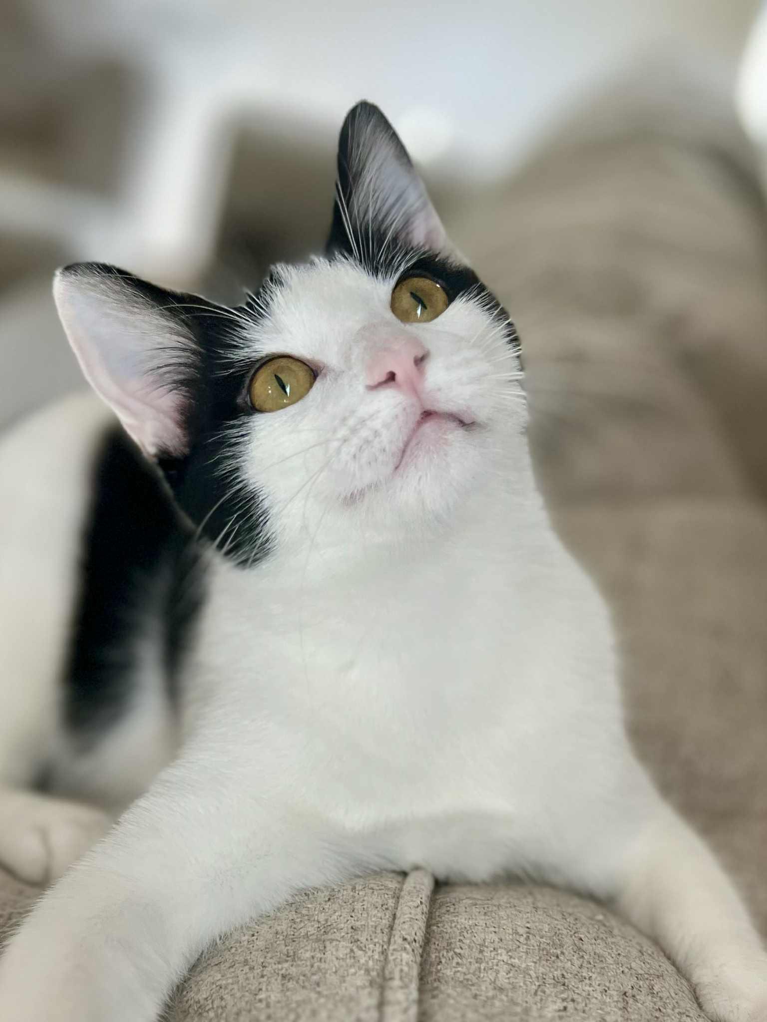 WingDings, a Adoptable Domestic Short Hair in Richmond, KY image 3/6