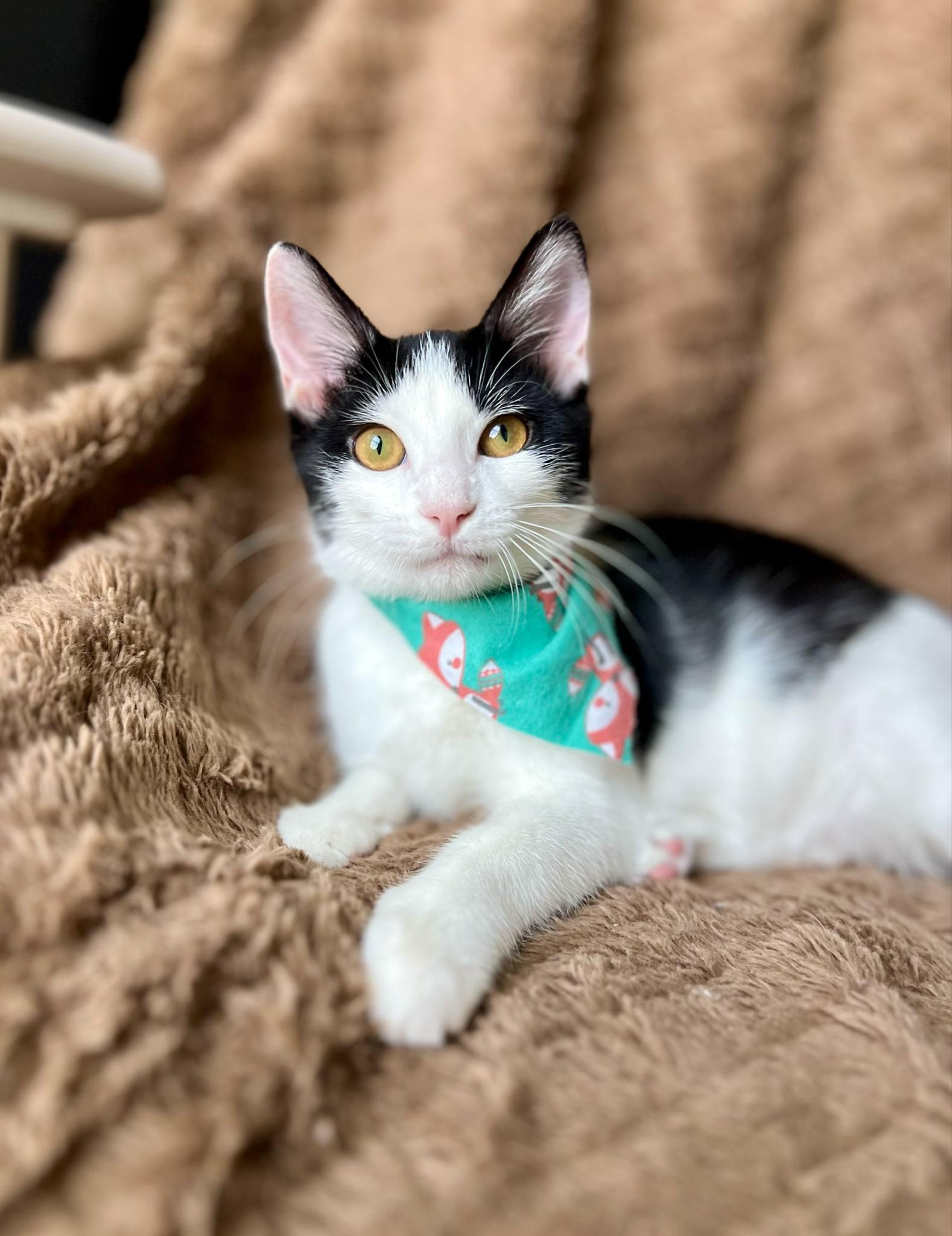 WingDings, Adoptable, Kitten Male Domestic Short Hair.