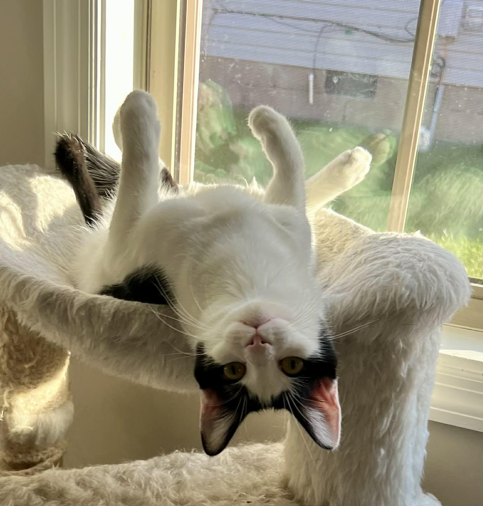 Enlarge WingDings, a Adoptable Domestic Short Hair in Richmond, KY image 4/6