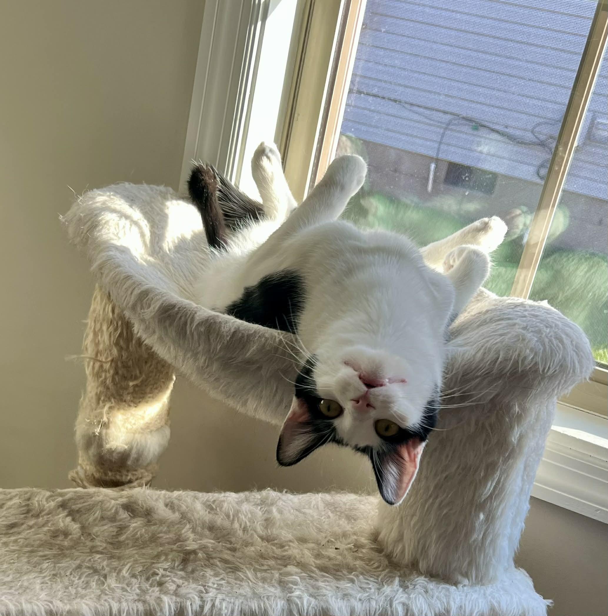 Enlarge WingDings, a Adoptable Domestic Short Hair in Richmond, KY image 1/6