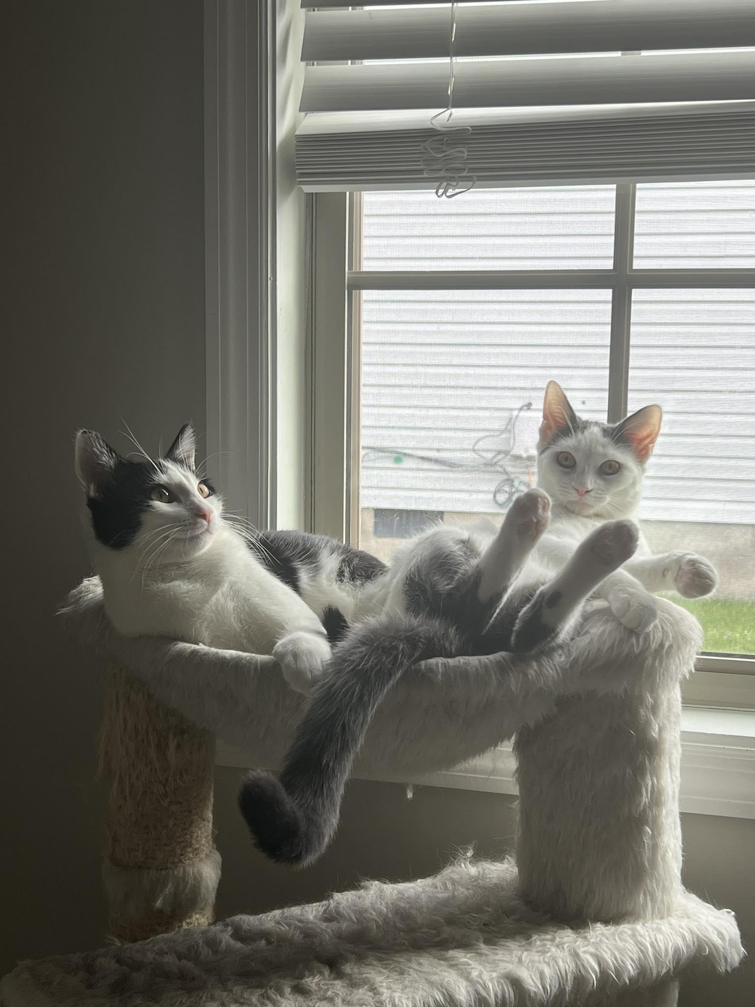 WingDings, Adoptable, Kitten Male Domestic Short Hair.