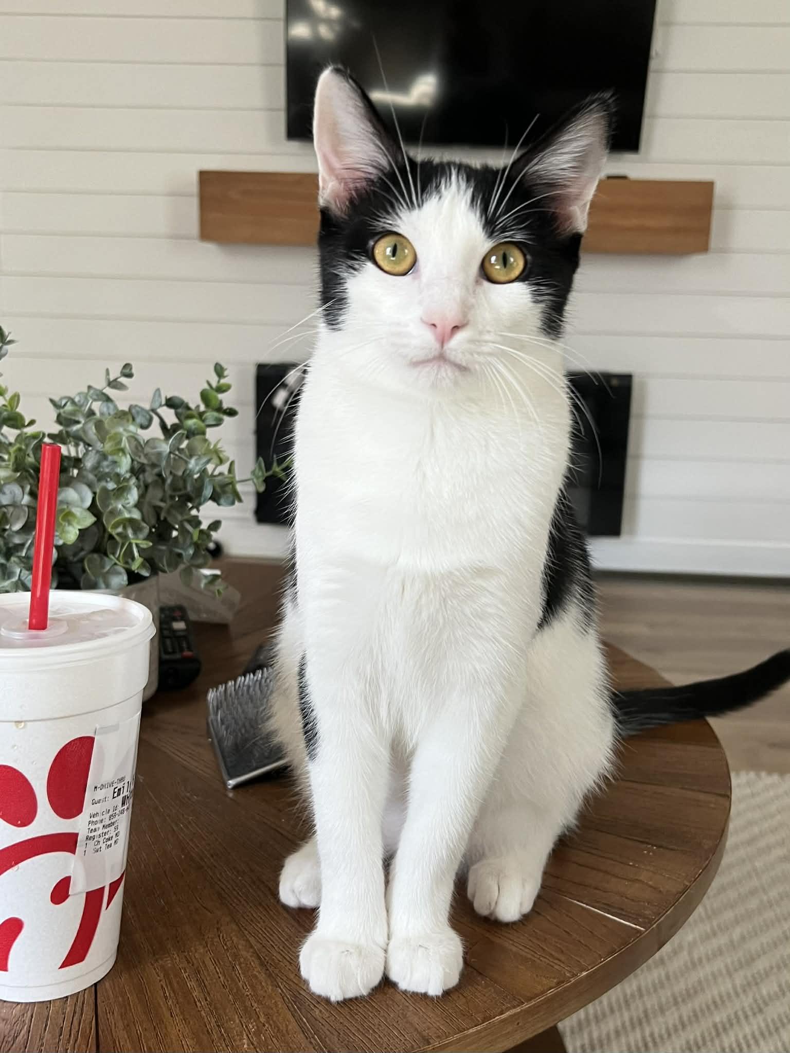 Enlarge WingDings, a Adoptable Domestic Short Hair in Richmond, KY image 6/6