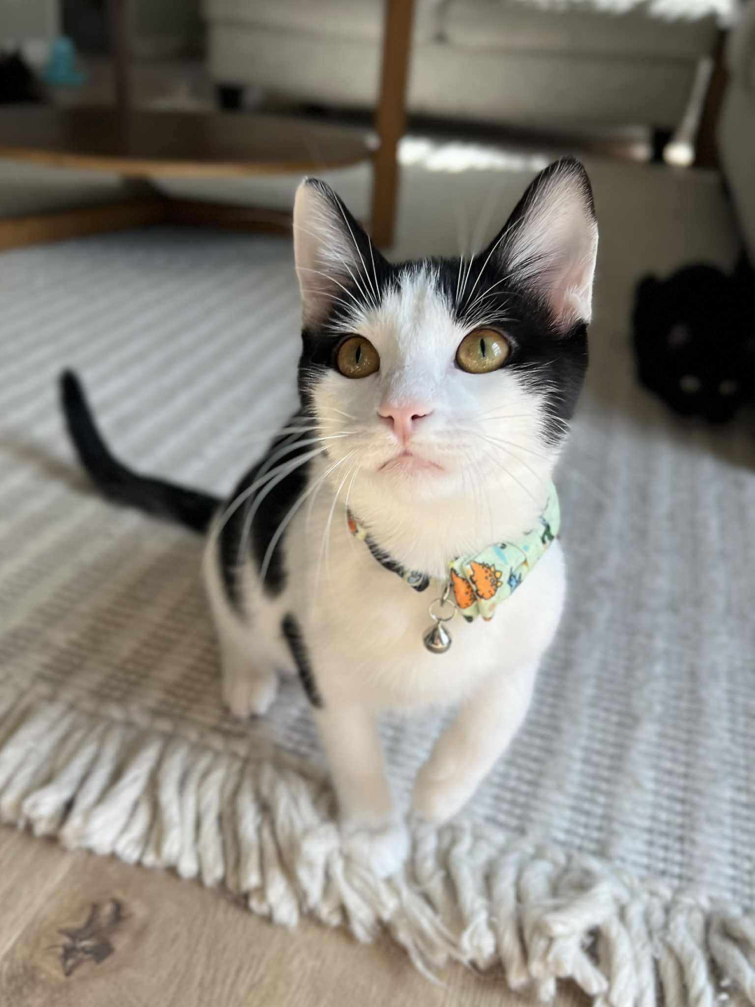 WingDings, a Adoptable Domestic Short Hair in Richmond, KY image 2/6