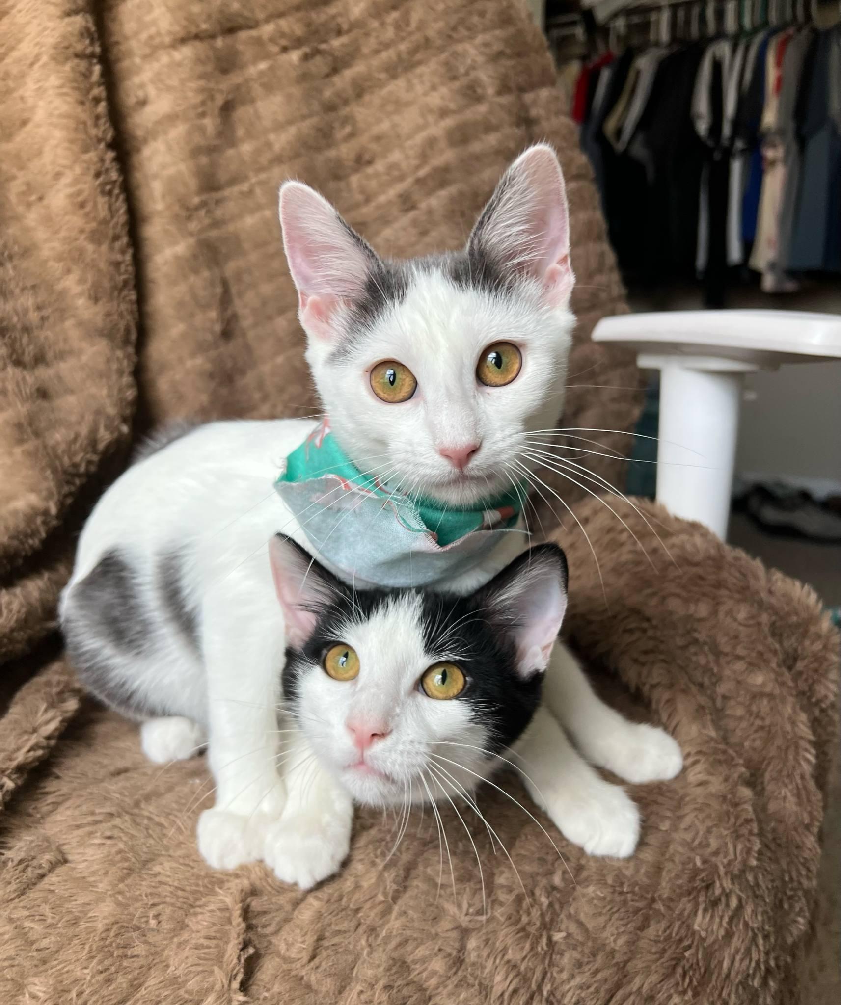 WingDings, a Adoptable Domestic Short Hair in Richmond, KY image 6/6