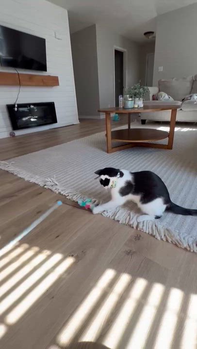 Enlarge WingDings, a Adoptable Domestic Short Hair in Richmond, KY video 5/6