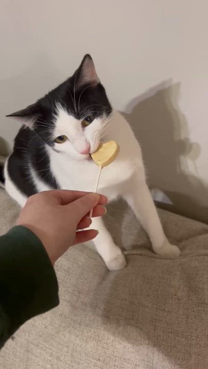 Enlarge WingDings, a Adoptable Domestic Short Hair in Richmond, KY video 5/6