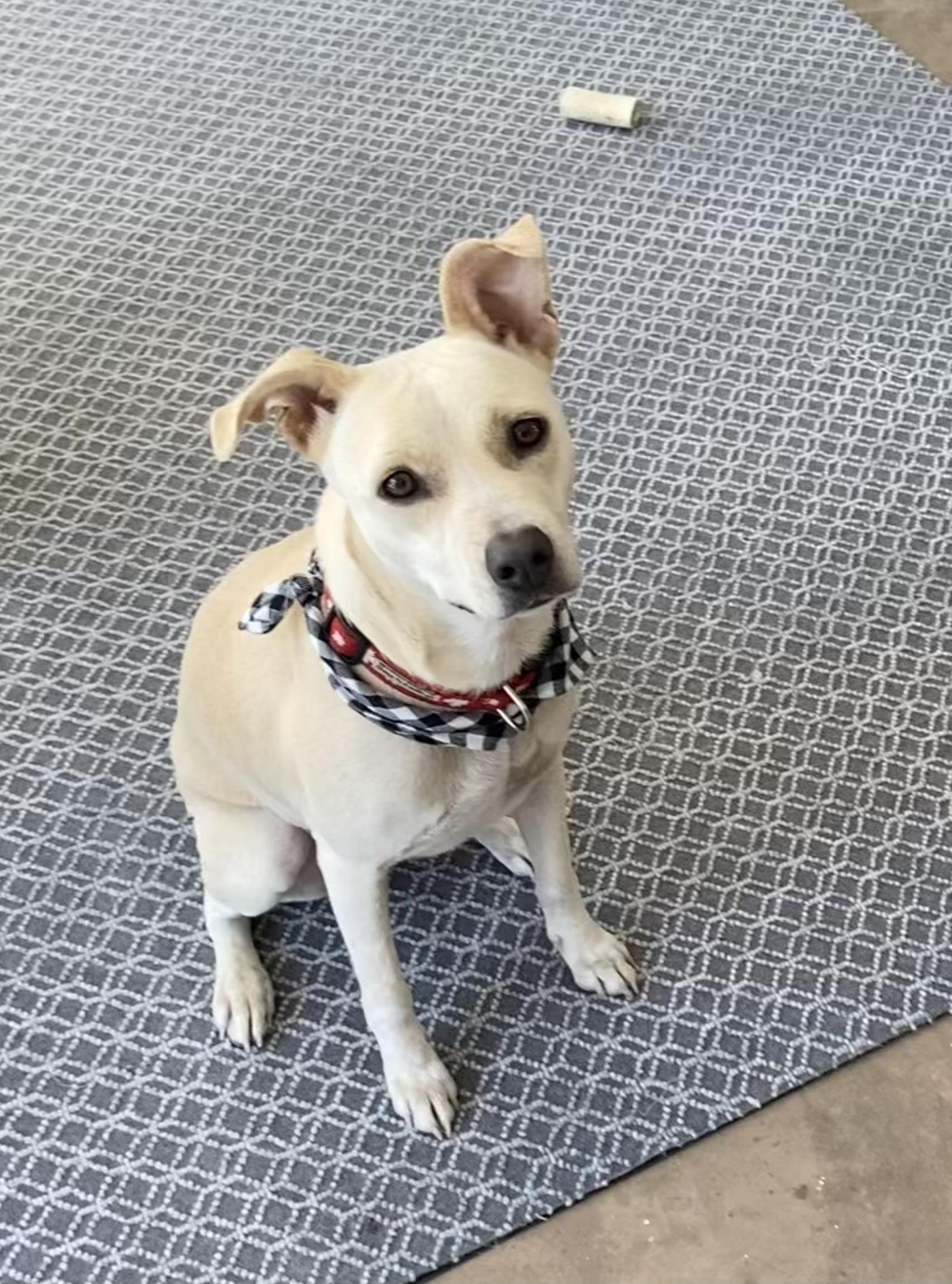 Twinkle, Adopted, Young Female Mixed Breed & Pit Bull Terrier.