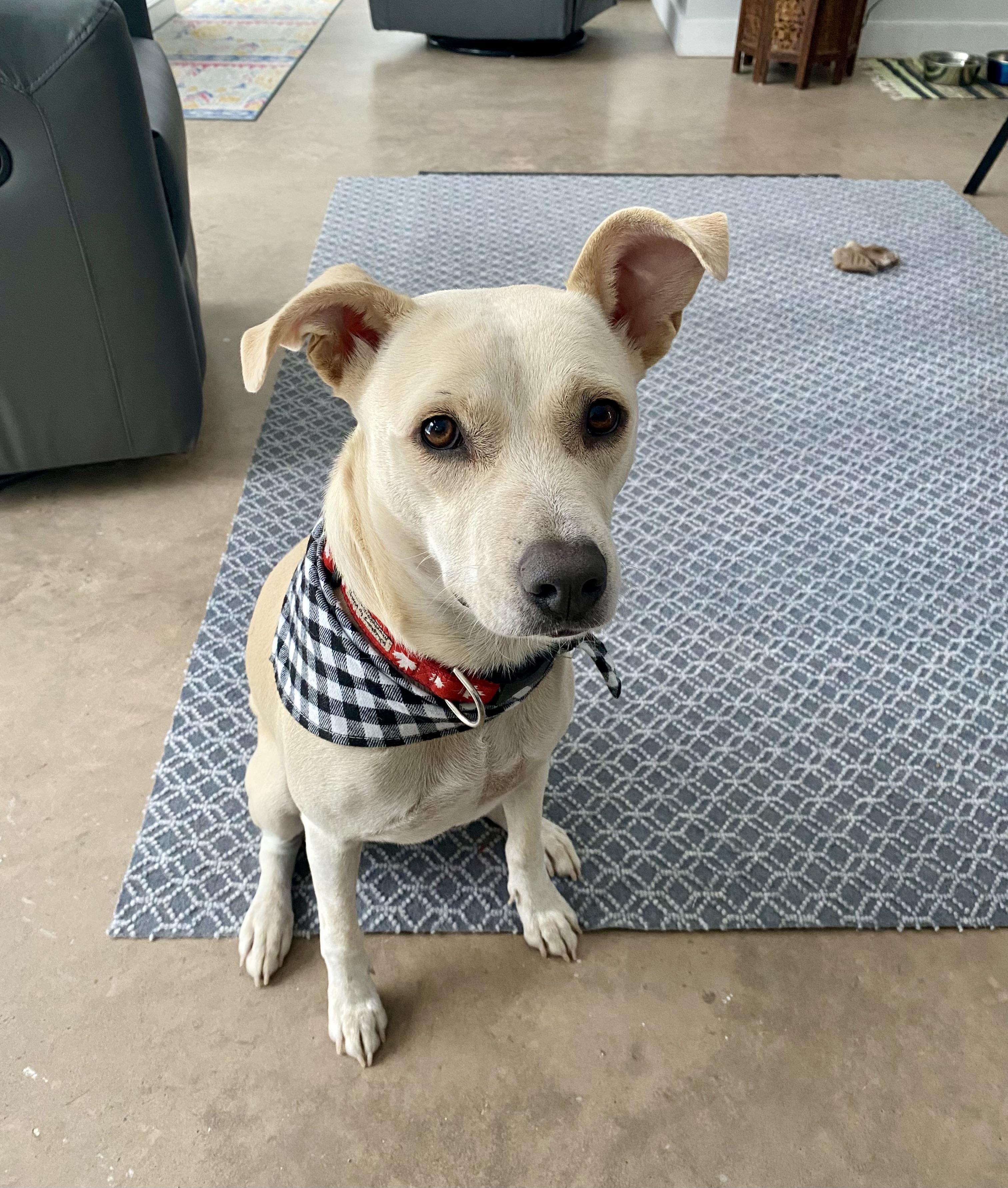 Enlarge Twinkle, a Adopted mixed breed in Head of Saint Margarets Bay, NS image 2/4