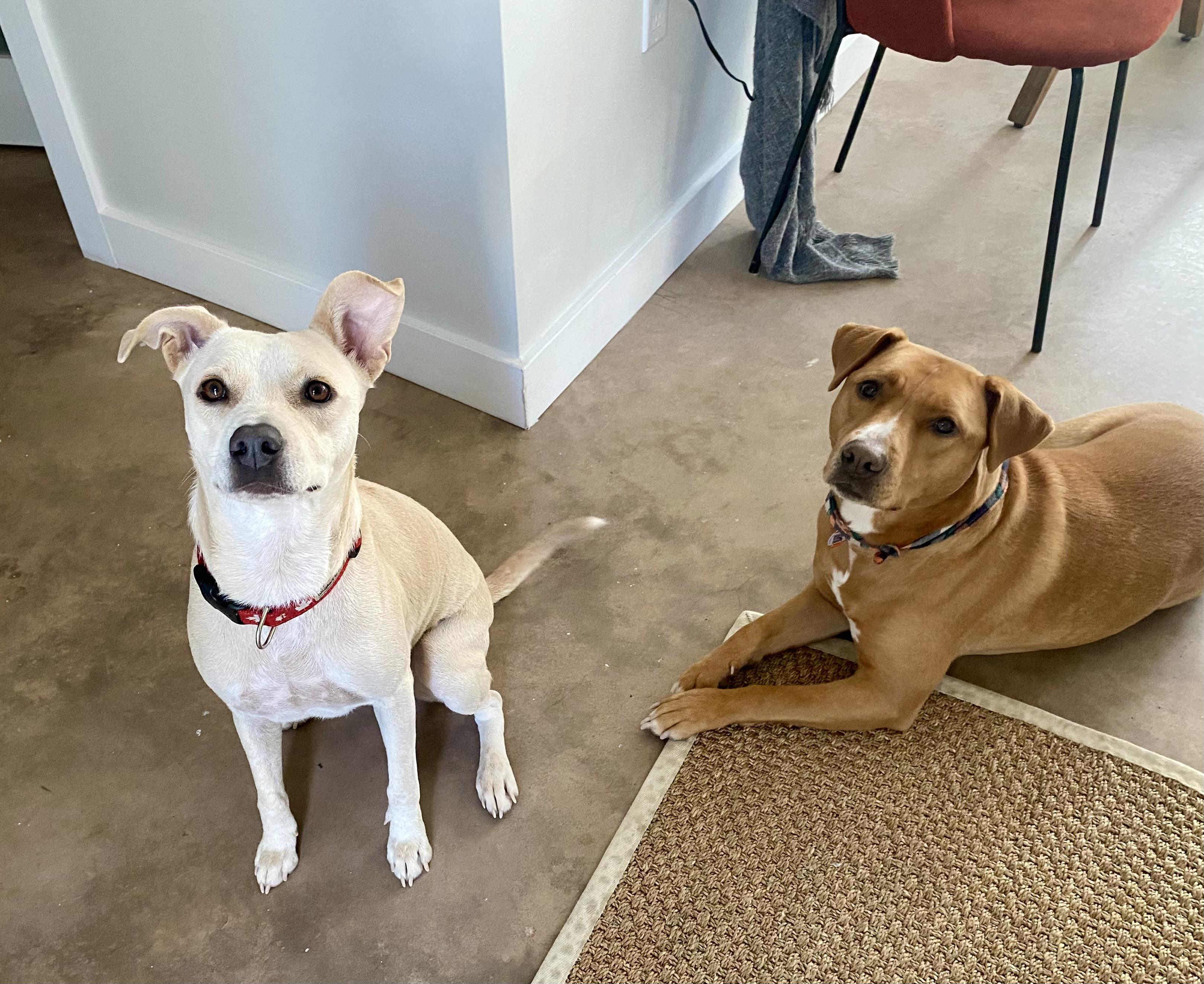 Enlarge Twinkle, a Adopted mixed breed in Head of Saint Margarets Bay, NS image 3/4