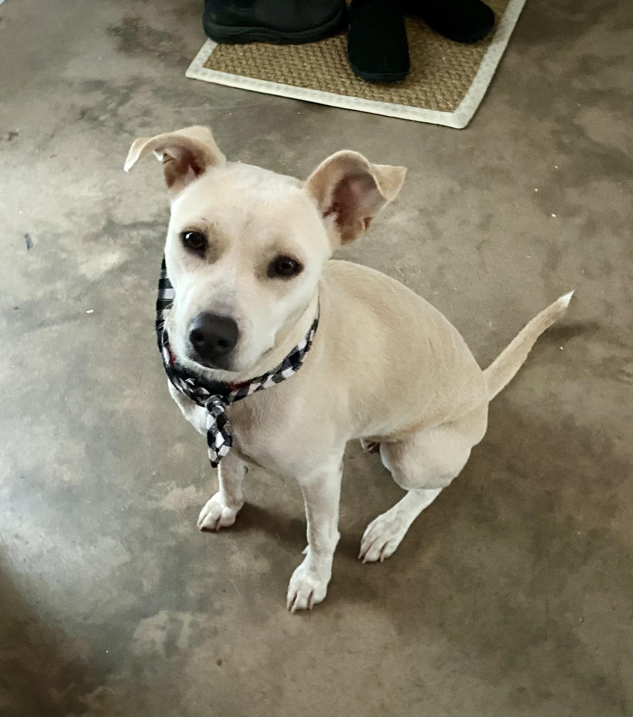 Enlarge Twinkle, a Adopted mixed breed in Head of Saint Margarets Bay, NS image 4/4