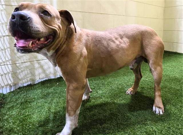 Enlarge A1261969, a Adoptable mixed breed in Winter Haven, FL image 1/1