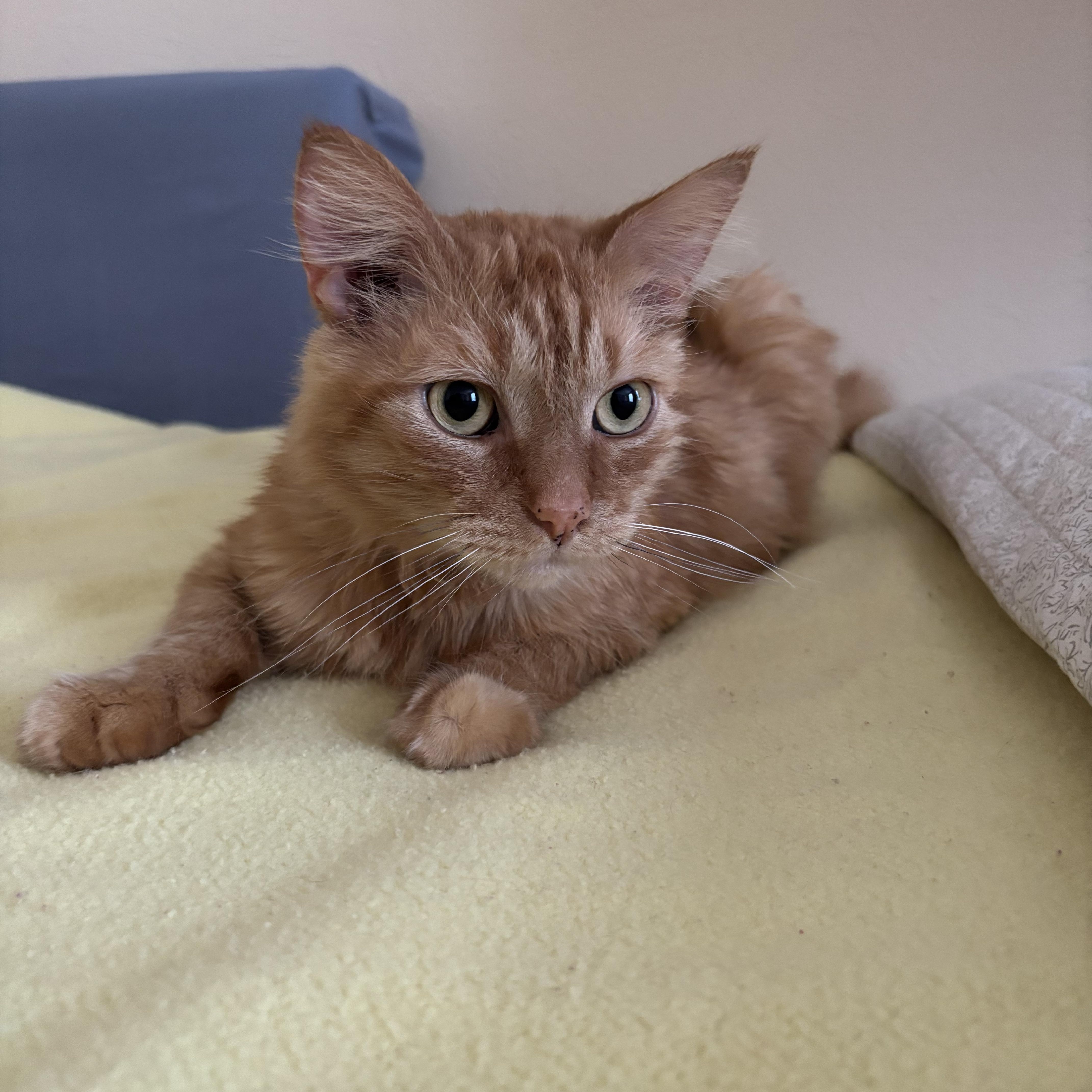 Enlarge Redford, a Adoptable Domestic Long Hair in Clinton, NJ image 5/6