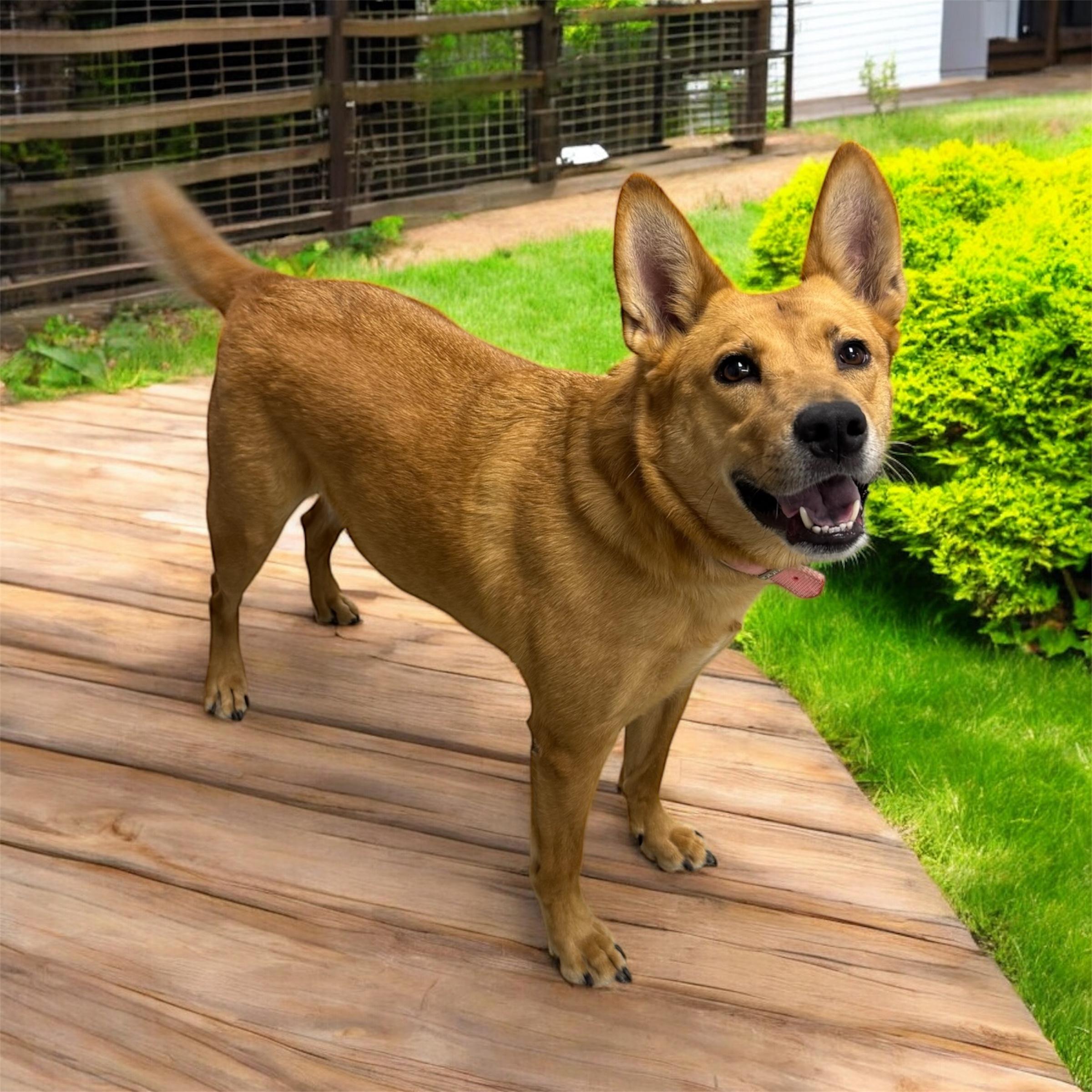 Alani, Adoptable, Adult Female Shepherd.
