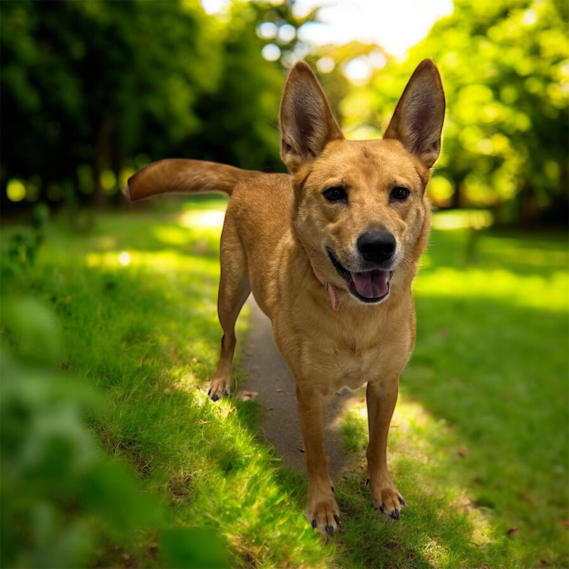 Enlarge Alani, a Adoptable mixed breed in Williston, VT image 2/4