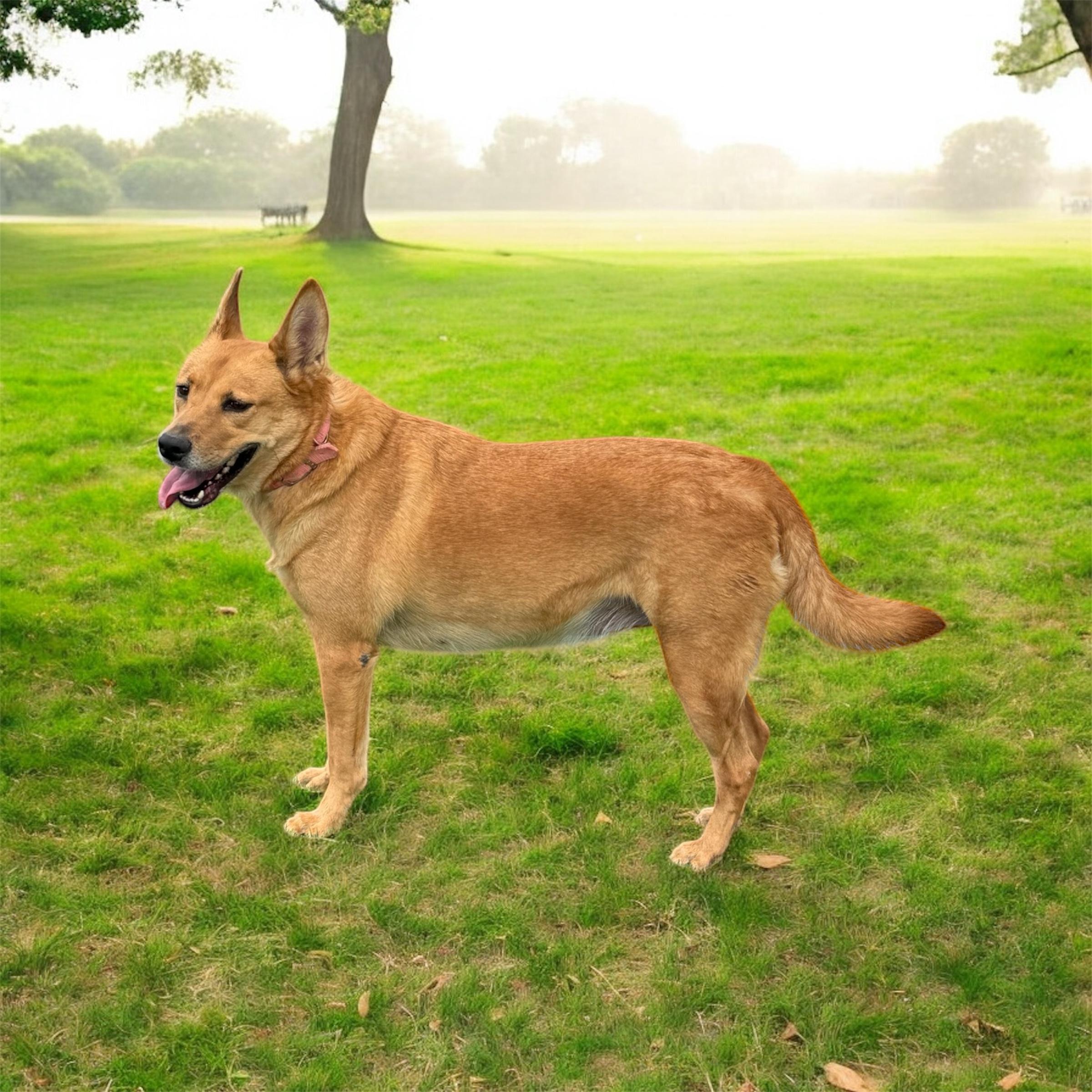 Enlarge Alani, a Adoptable mixed breed in Williston, VT image 4/4