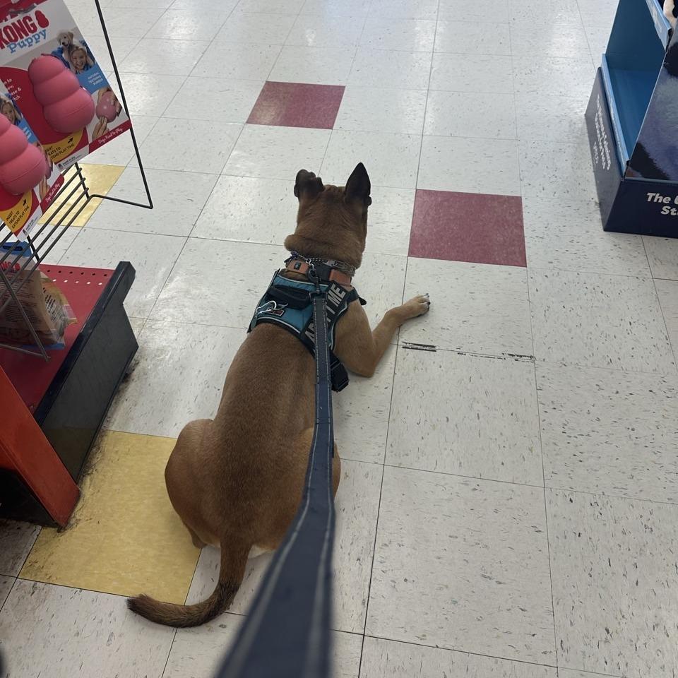 Tater, Adoptable, Adult Male Mixed Breed.