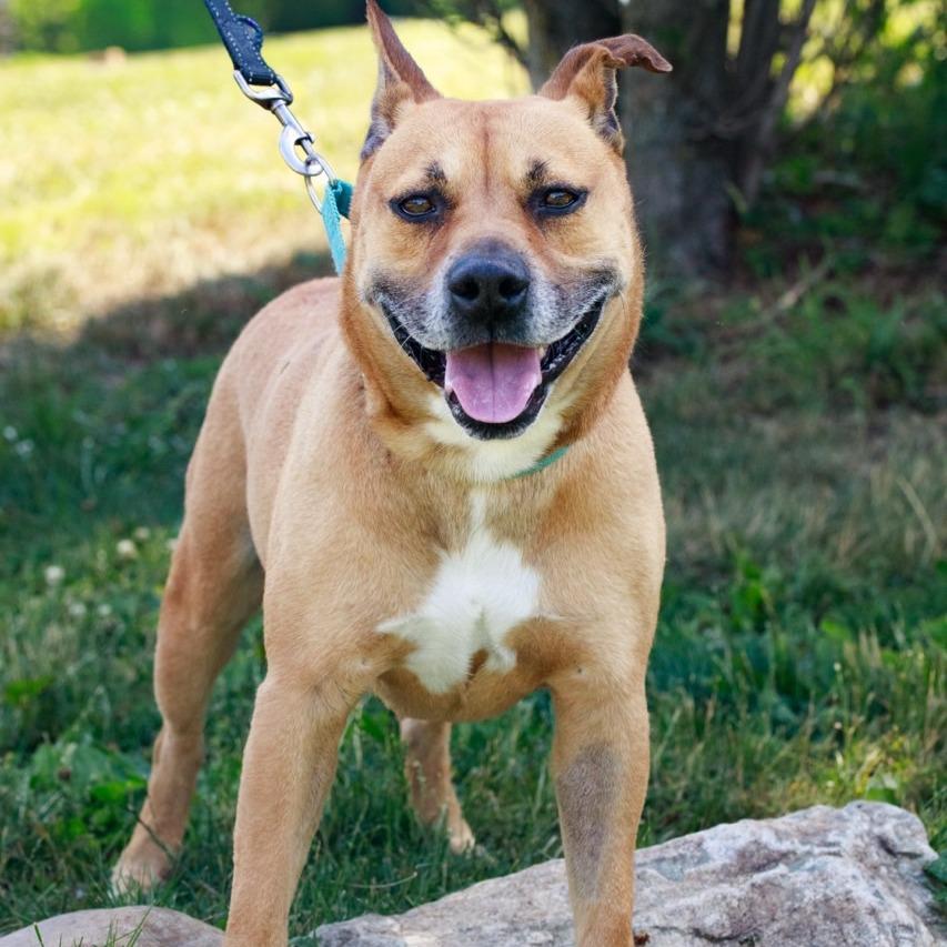 Enlarge Tater, a Adoptable Mixed Breed in Easton, PA image 1/5