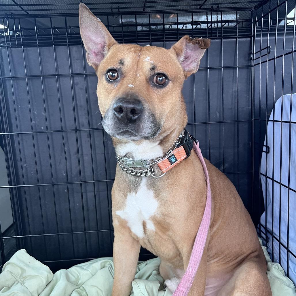 Tater, Adoptable, Adult Male Mixed Breed.