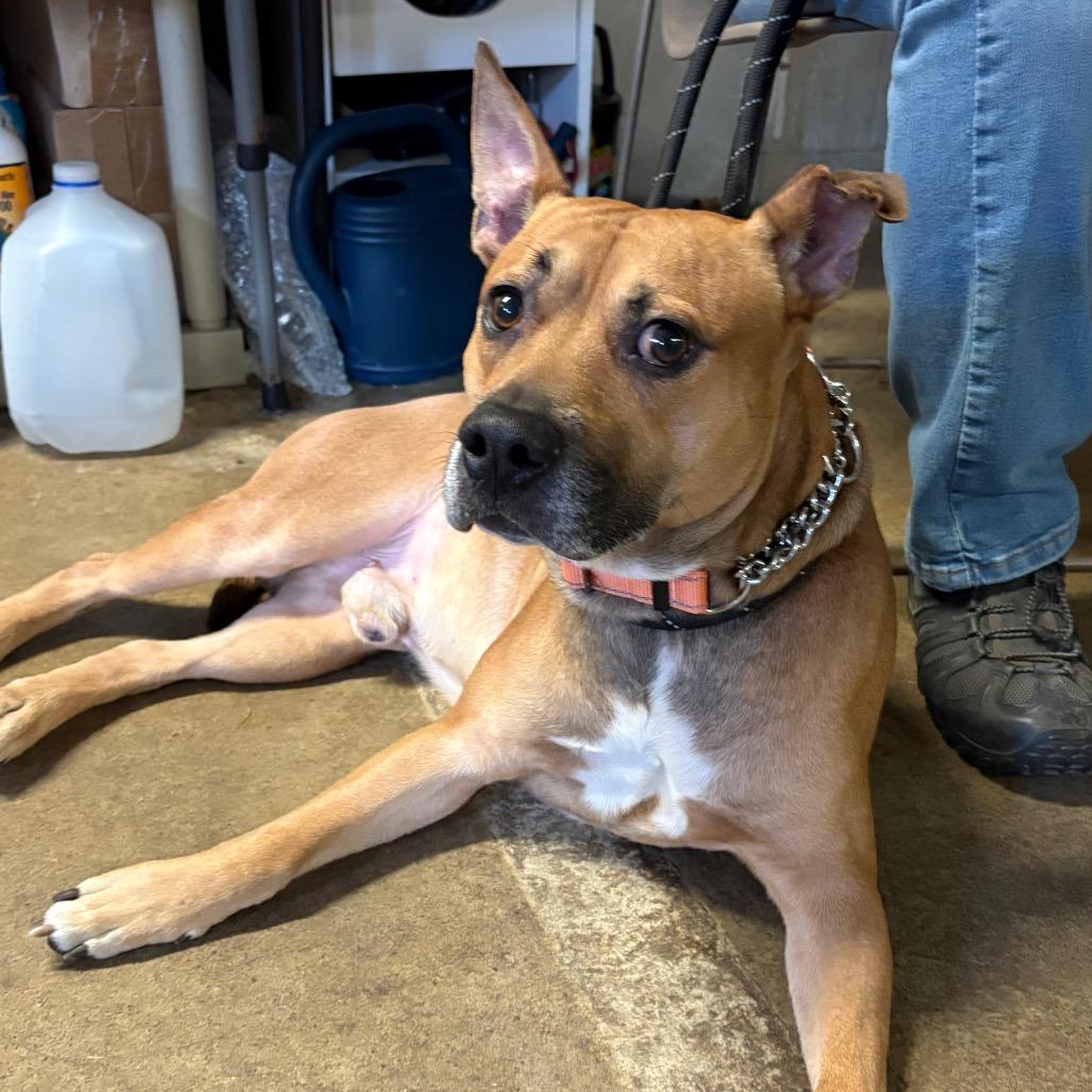 Enlarge Tater, a Adoptable Mixed Breed in Easton, PA image 4/6