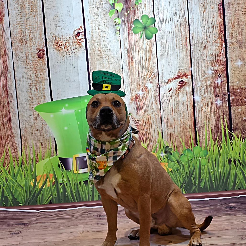 Enlarge Tater, a Adoptable Mixed Breed in Easton, PA image 5/6