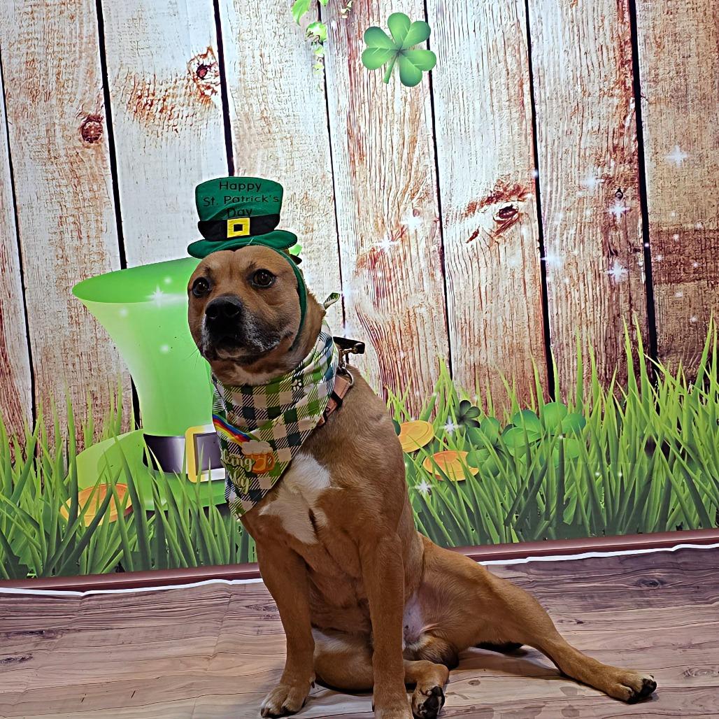 Enlarge Tater, a Adoptable Mixed Breed in Easton, PA image 6/6