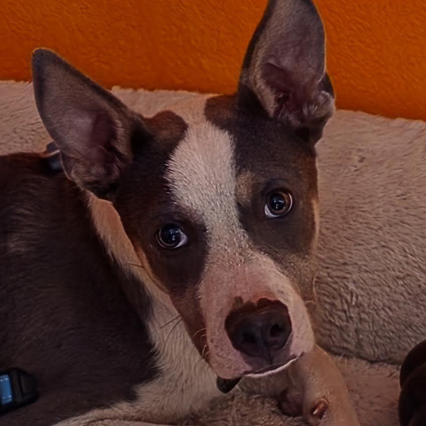 Pete- In Foster! needs another dog!, a Adoptable mixed breed in Flagstaff, AZ image 2/6