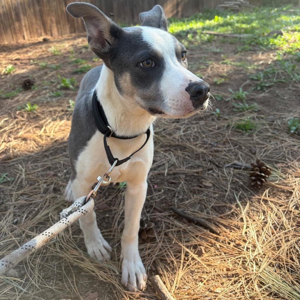 Pete- In Foster! needs another dog!, a Adoptable mixed breed in Flagstaff, AZ image 3/6