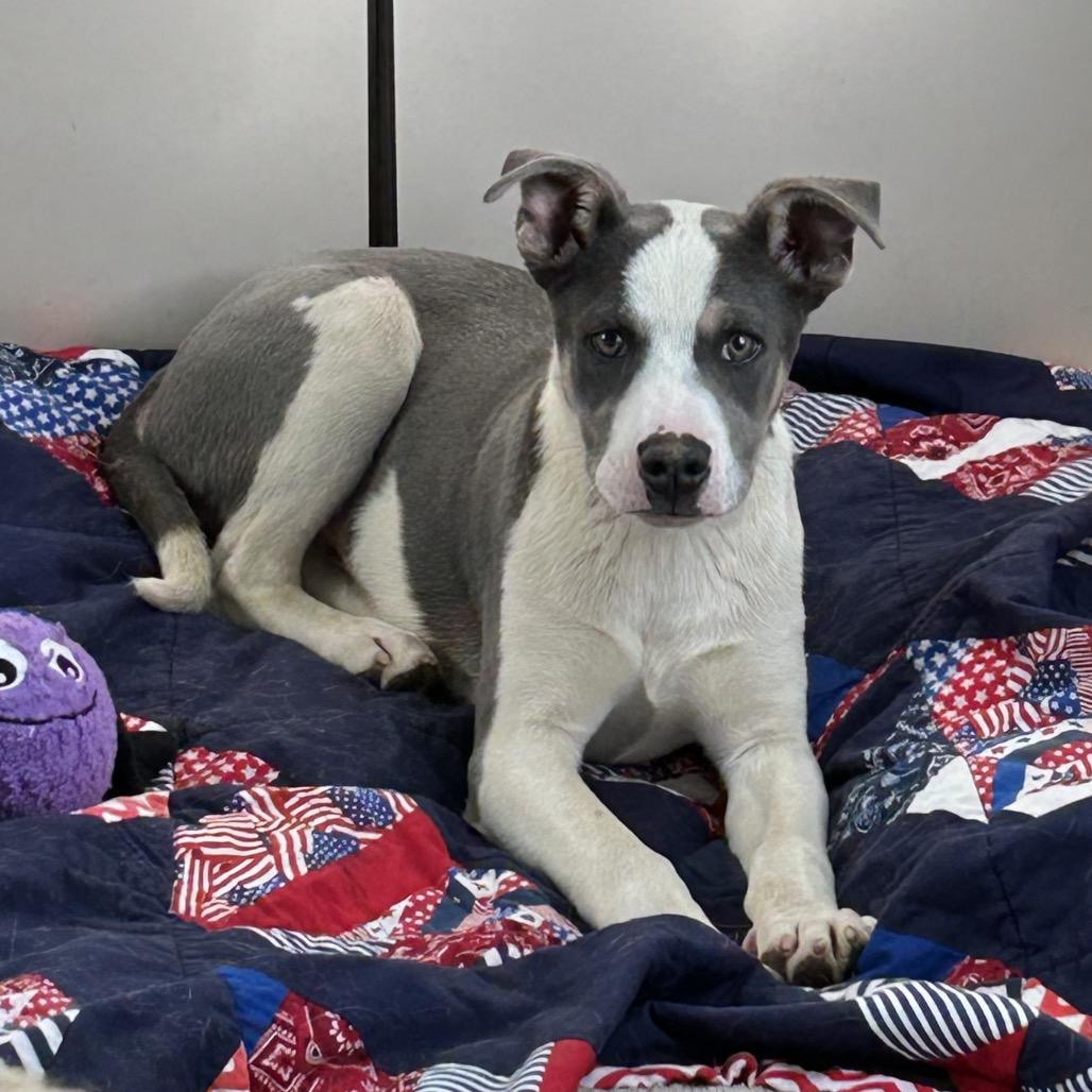 Pete- In Foster! needs another dog!, a Adoptable mixed breed in Flagstaff, AZ image 4/6