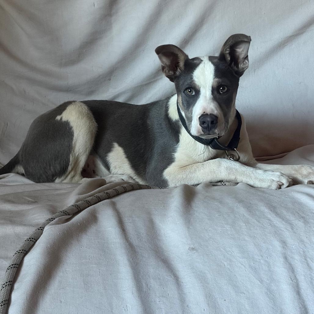 Pete- In Foster! needs another dog!, a Adoptable mixed breed in Flagstaff, AZ image 5/6