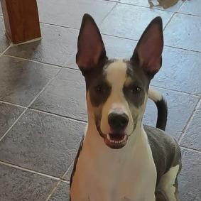 Pete- In Foster! Needs another dog!, a Adoptable mixed breed in Flagstaff, AZ image 4/5