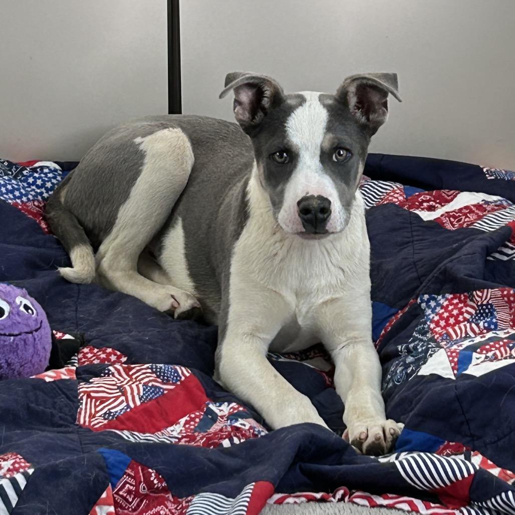 Pete- In Foster! needs another dog!, a Adoptable mixed breed in Flagstaff, AZ image 6/6