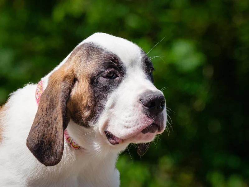 Enlarge Clara, a Adoptable Saint Bernard in Pointe-Fortune, QC image 3/3
