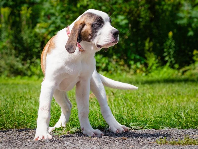 Enlarge Clara, a Adoptable Saint Bernard in Pointe-Fortune, QC image 2/3