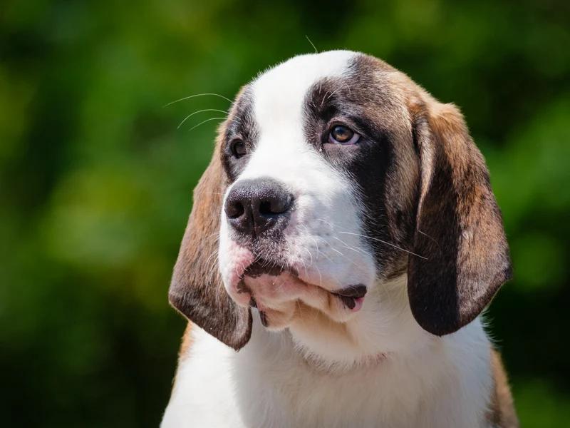 Clara, Adoptable, Puppy Female Saint Bernard.