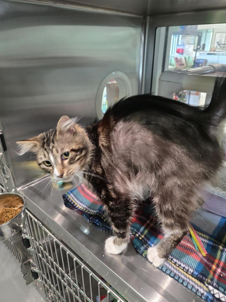 Enlarge Mr. Reba, a Adoptable mixed breed in Wellington, KS image 1/2