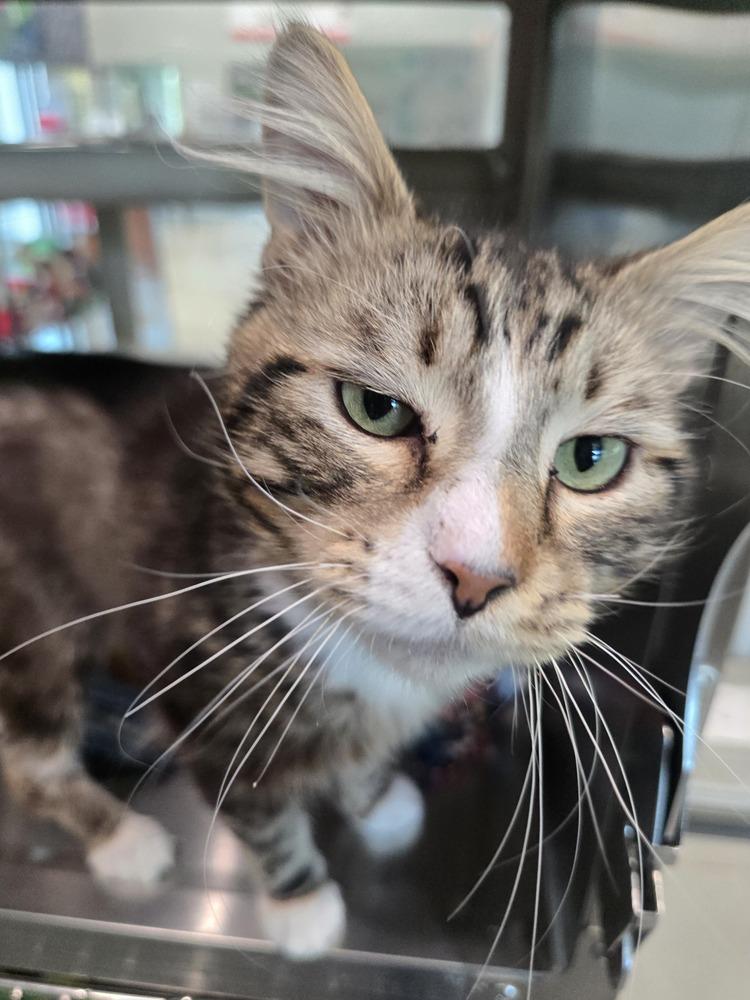 Enlarge Mr. Reba, a Adoptable mixed breed in Wellington, KS image 2/2