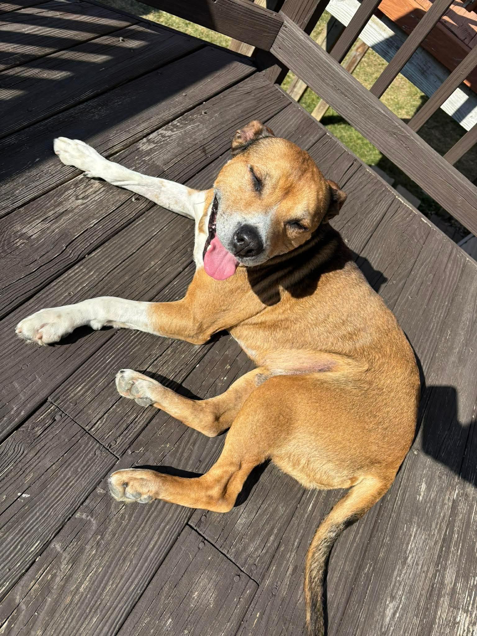 Walter 0573, Adoptable, Senior Male Labrador Retriever & German Shepherd Dog.