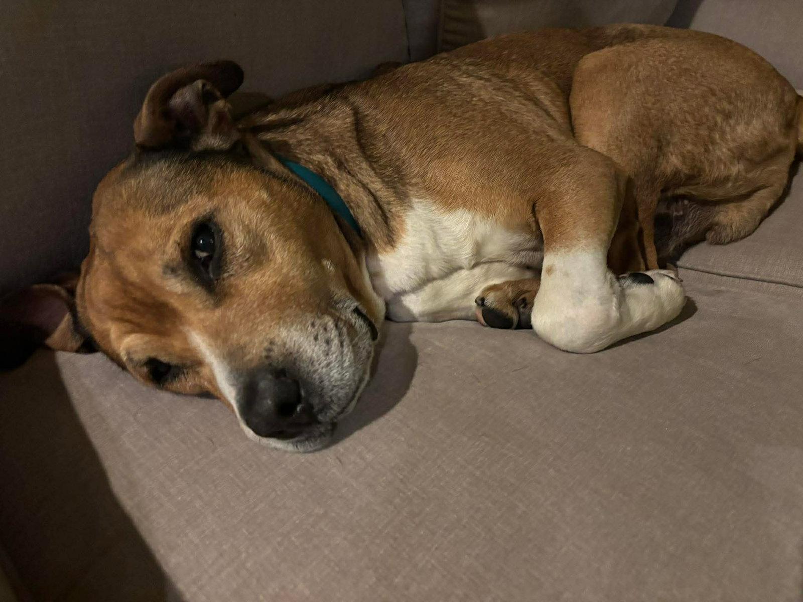 Walter 0573, a Adoptable mixed breed in Stephens City, VA image 2/3