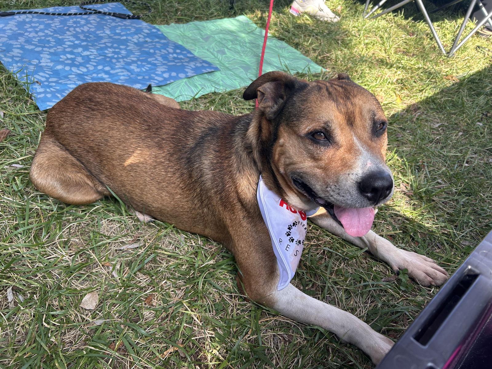 Walter 0573, Adoptable, Senior Male Labrador Retriever & German Shepherd Dog.