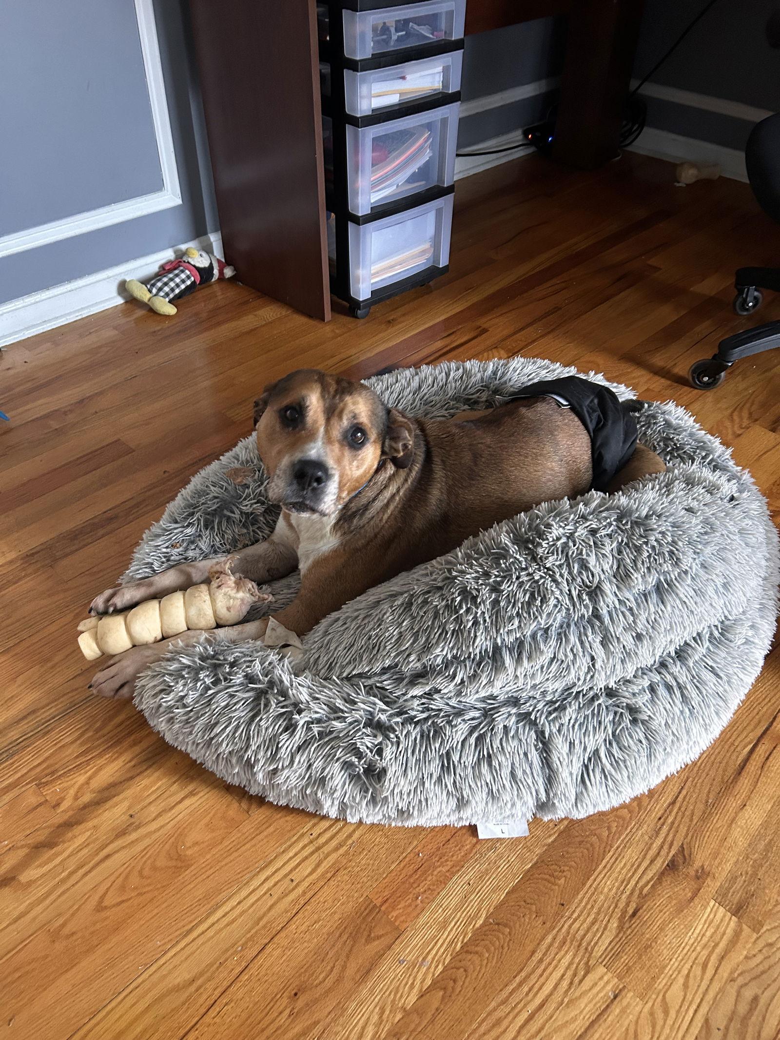 Enlarge Walter 0573, a Adoptable mixed breed in Stephens City, VA image 2/3