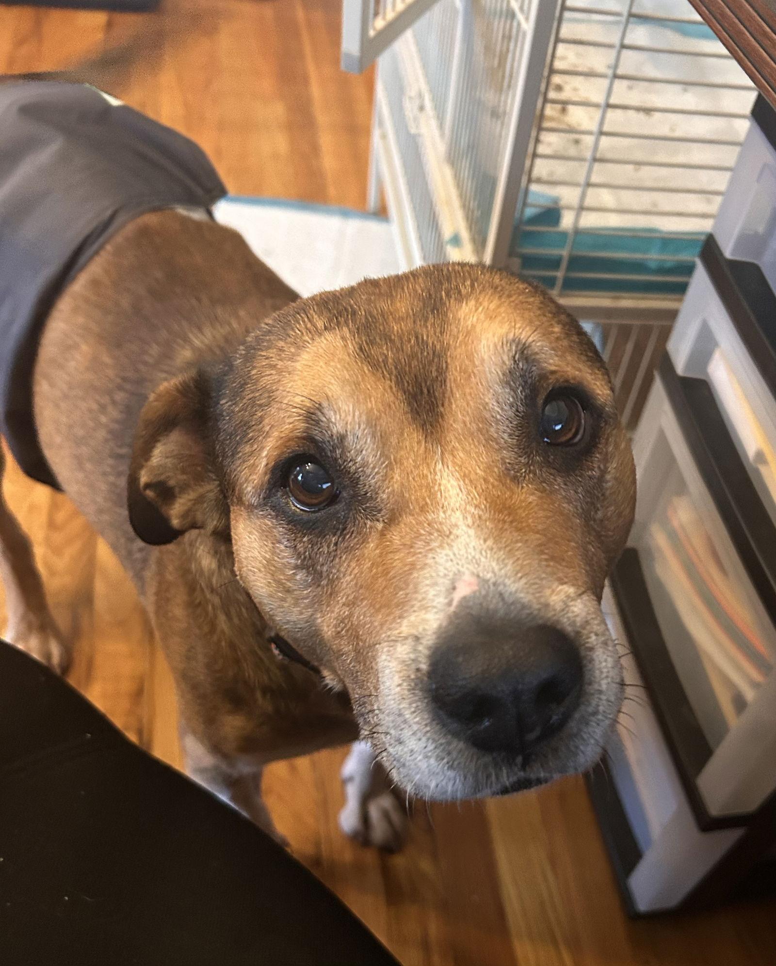 Enlarge Walter 0573, a Adoptable mixed breed in Stephens City, VA image 3/3