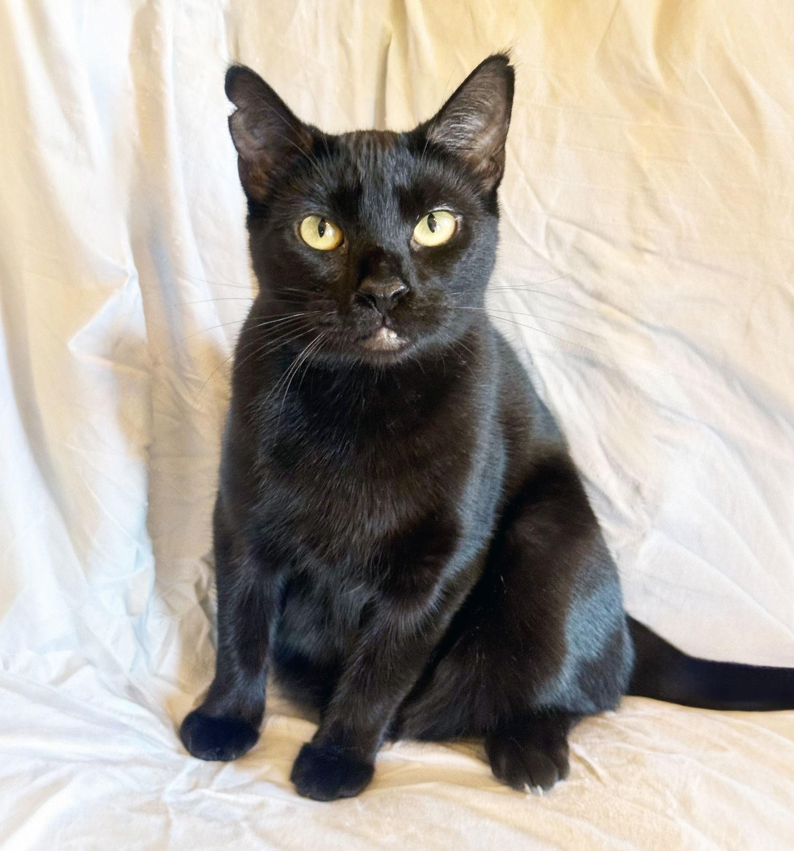 ELVIRA, Adoptable, Young Female Domestic Short Hair.